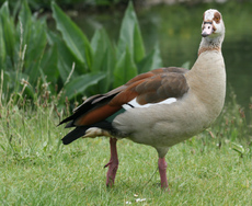 2-Nilgans-058.jpg